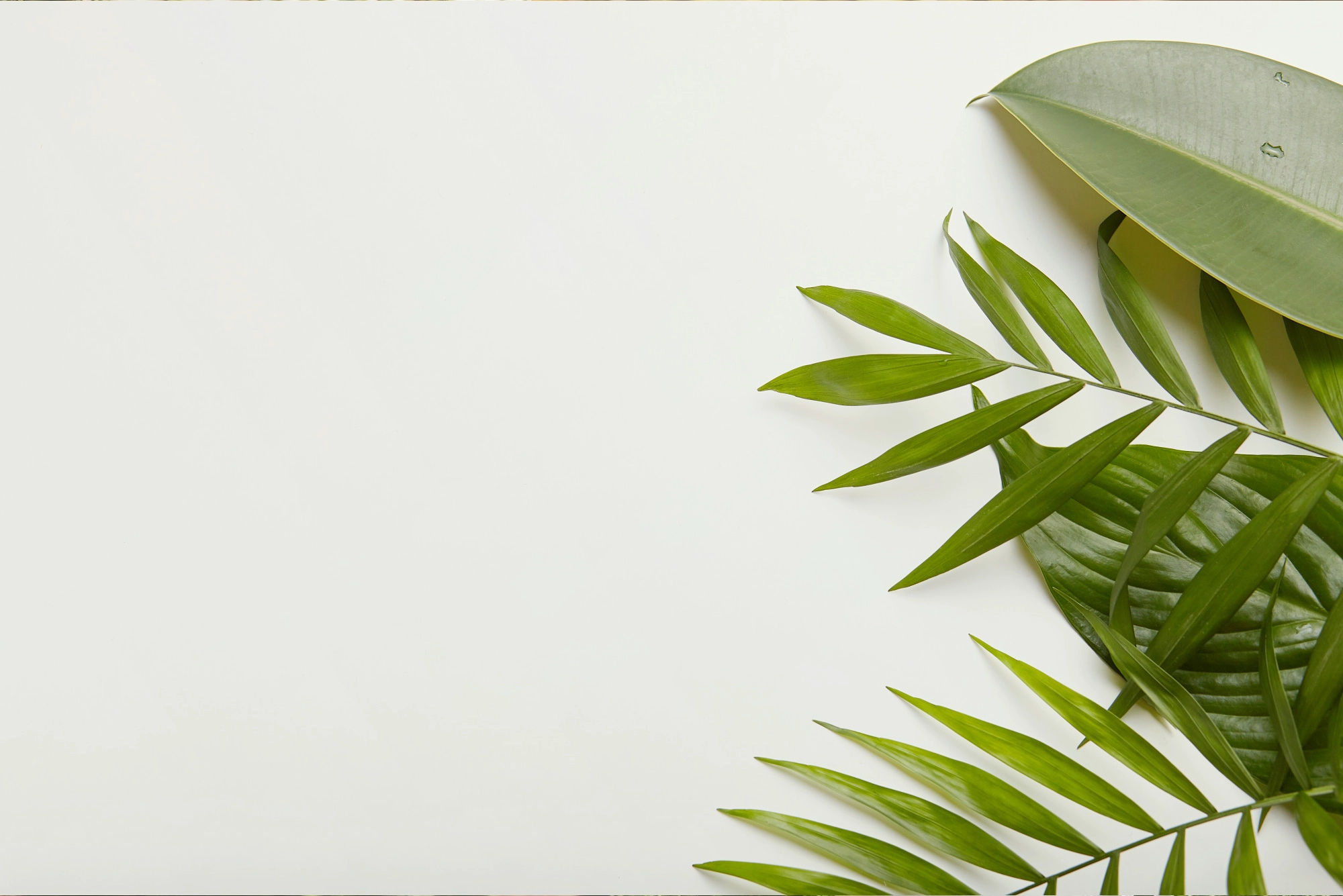 Beautiful landscaped garden with professional design