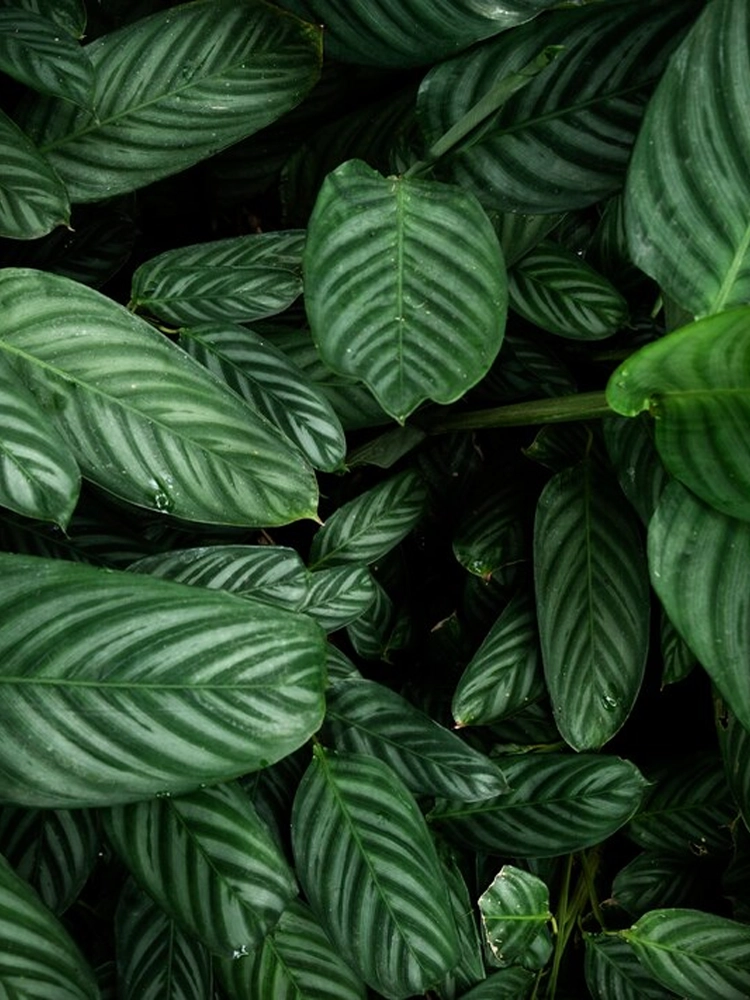 Professional garden design example